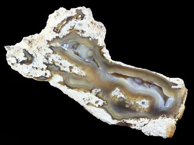 Agatized Fossil Coral Geode - Florida #51156
